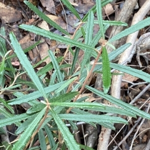 Olearia erubescens at Mundoonen Nature Reserve - 17 Jun 2024