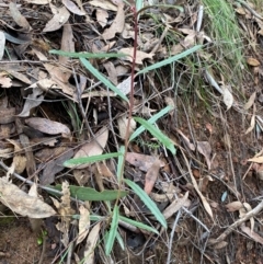 Olearia erubescens at Mundoonen Nature Reserve - 17 Jun 2024 02:51 PM