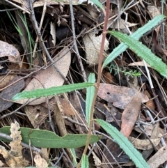 Olearia erubescens at Mundoonen Nature Reserve - 17 Jun 2024