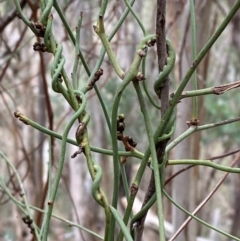 Cassytha melantha (Coarse Dodder-Laurel) at Mundoonen Nature Reserve - 17 Jun 2024 by Tapirlord