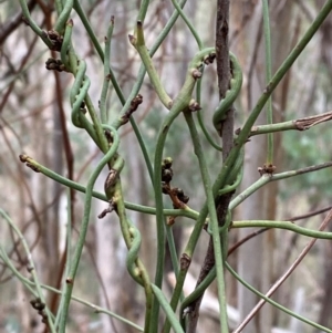 Cassytha melantha at Mundoonen Nature Reserve - 17 Jun 2024 02:40 PM