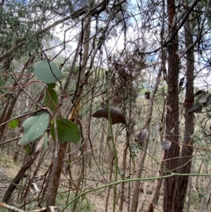 Cassytha melantha at Mundoonen Nature Reserve - 17 Jun 2024 02:40 PM