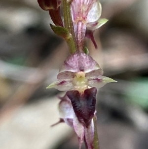 Acianthus collinus at Mundoonen Nature Reserve - 17 Jun 2024