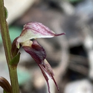 Acianthus collinus at Mundoonen Nature Reserve - 17 Jun 2024