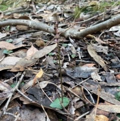 Acianthus collinus at Mundoonen Nature Reserve - 17 Jun 2024