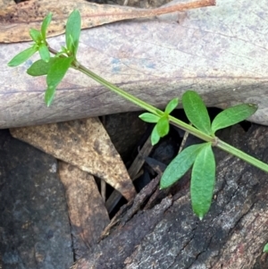 Galium leiocarpum at Mundoonen Nature Reserve - 17 Jun 2024 02:17 PM