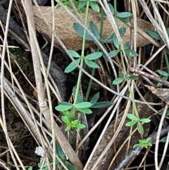 Galium leiocarpum at Mundoonen Nature Reserve - 17 Jun 2024 02:17 PM