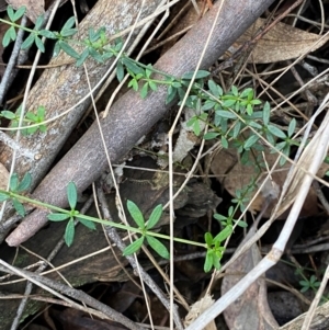 Galium leiocarpum at Mundoonen Nature Reserve - 17 Jun 2024 02:17 PM