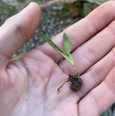 Chiloglottis sp. (A Bird/Wasp Orchid) at Mundoonen Nature Reserve - 17 Jun 2024 by Tapirlord