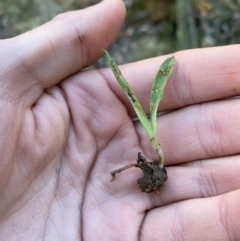 Chiloglottis sp. at Mundoonen Nature Reserve - suppressed