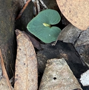 Acianthus collinus at Mundoonen Nature Reserve - suppressed