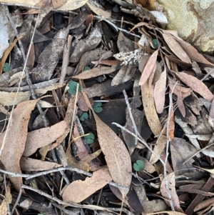 Acianthus collinus at Mundoonen Nature Reserve - 17 Jun 2024