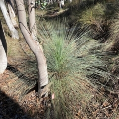 Xanthorrhoea glauca subsp. angustifolia (Grey Grass-tree) at Mundoonen Nature Reserve - 17 Jun 2024 by Tapirlord