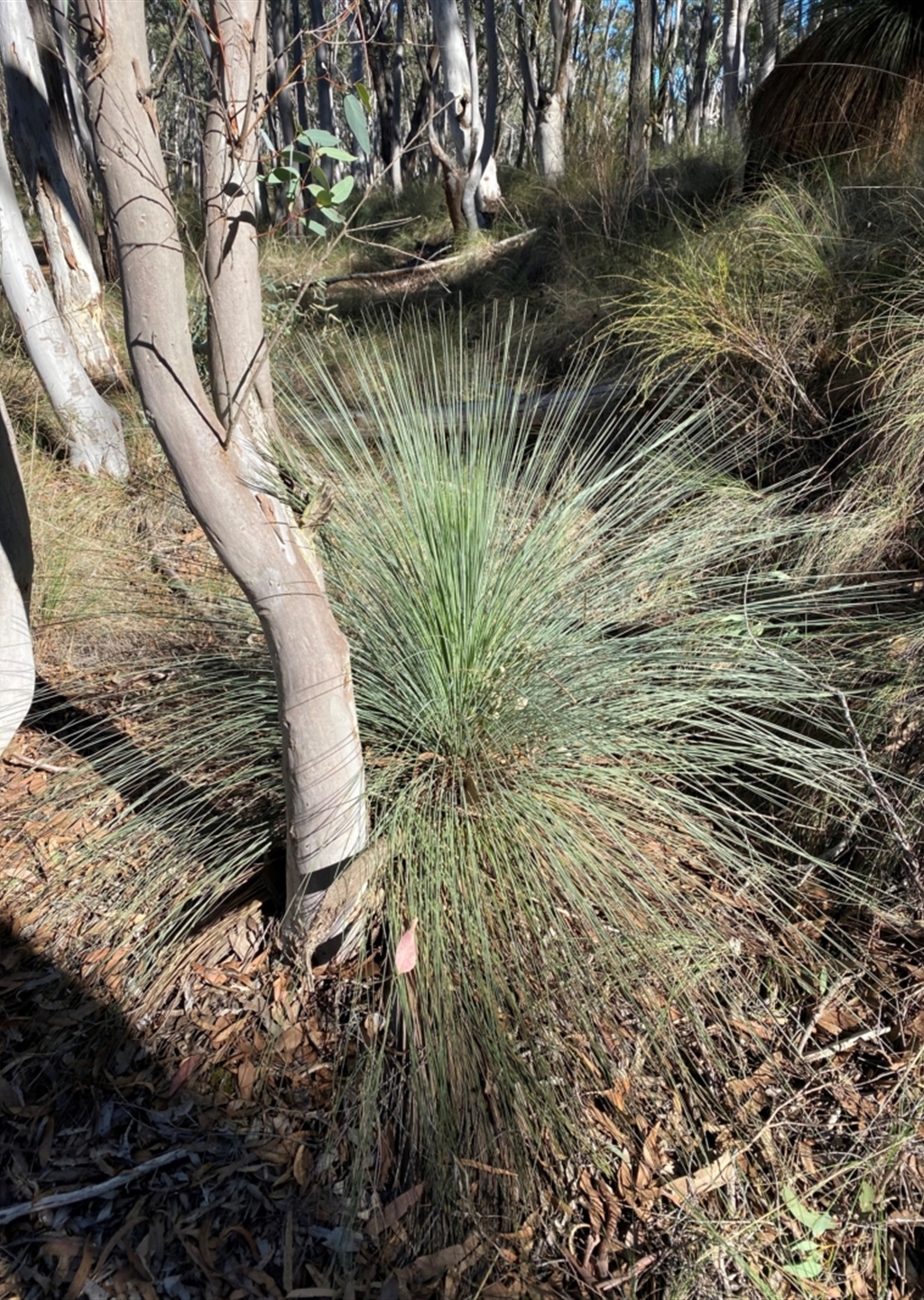 Xanthorrhoea glauca subsp. angustifolia at Mundoonen Nature Reserve ...