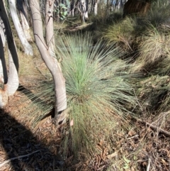 Xanthorrhoea glauca subsp. angustifolia at Mundoonen Nature Reserve - 17 Jun 2024