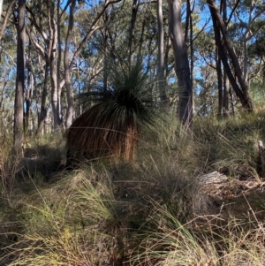 Xanthorrhoea glauca subsp. angustifolia at Mundoonen Nature Reserve - suppressed