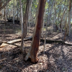 Eucalyptus rossii (Inland Scribbly Gum) at Mundoonen Nature Reserve - 17 Jun 2024 by Tapirlord