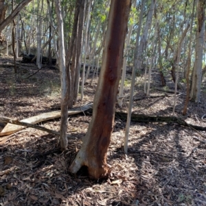 Eucalyptus rossii at Mundoonen Nature Reserve - 17 Jun 2024