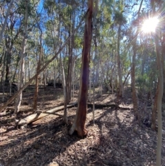 Eucalyptus rossii at Mundoonen Nature Reserve - 17 Jun 2024