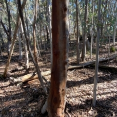 Eucalyptus rossii at Mundoonen Nature Reserve - 17 Jun 2024