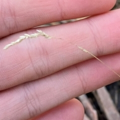 Poa sp. CNM1 (under review, formerly Poa meionectes) (Snow Grass) at Mundoonen Nature Reserve - 17 Jun 2024 by Tapirlord