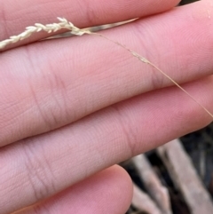 Poa sp. CNM1 (under review, formerly Poa meionectes) at Mundoonen Nature Reserve - 17 Jun 2024