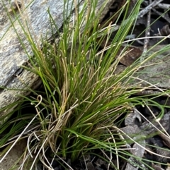 Poa sp. CNM1 (under review, formerly Poa meionectes) at Mundoonen Nature Reserve - 17 Jun 2024 12:39 PM