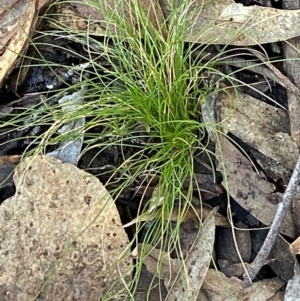 Poa sp. CNM1 (under review, formerly Poa meionectes) at Mundoonen Nature Reserve - 17 Jun 2024 12:39 PM