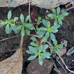 Poranthera microphylla (Small Poranthera) at Mundoonen Nature Reserve - 17 Jun 2024 by Tapirlord