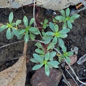 Poranthera microphylla at Mundoonen Nature Reserve - 17 Jun 2024