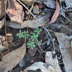 Poranthera microphylla at Mundoonen Nature Reserve - 17 Jun 2024