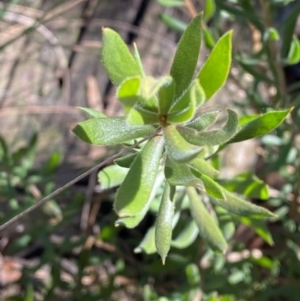 Persoonia rigida at Mundoonen Nature Reserve - 17 Jun 2024