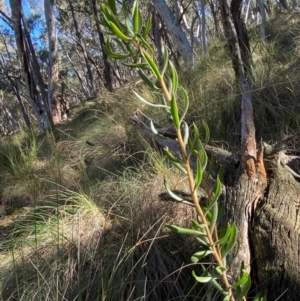 Persoonia rigida at Mundoonen Nature Reserve - 17 Jun 2024