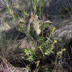 Persoonia rigida at Mundoonen Nature Reserve - 17 Jun 2024