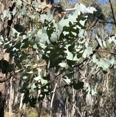 Eucalyptus cinerea subsp. cinerea (Argyle Apple) at Mundoonen Nature Reserve - 17 Jun 2024 by Tapirlord