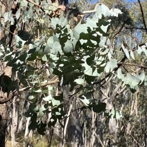 Eucalyptus cinerea subsp. cinerea at Mundoonen Nature Reserve - 17 Jun 2024