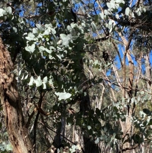 Eucalyptus cinerea subsp. cinerea at Mundoonen Nature Reserve - 17 Jun 2024