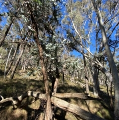 Eucalyptus cinerea subsp. cinerea at Mundoonen Nature Reserve - 17 Jun 2024