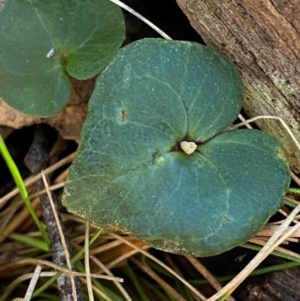 Acianthus collinus at Mundoonen Nature Reserve - 17 Jun 2024