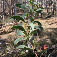 Acacia rubida (Red-stemmed Wattle, Red-leaved Wattle) at Mundoonen Nature Reserve - 17 Jun 2024 by Tapirlord