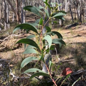 Acacia rubida at Mundoonen Nature Reserve - 17 Jun 2024