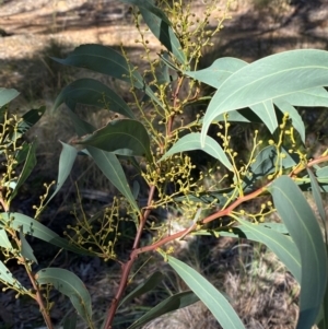 Acacia rubida at Mundoonen Nature Reserve - 17 Jun 2024