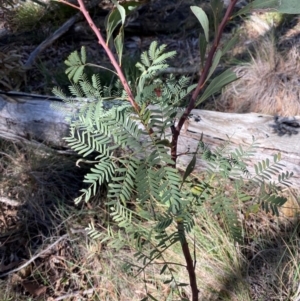 Acacia rubida at Mundoonen Nature Reserve - 17 Jun 2024