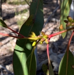 Eucalyptus goniocalyx subsp. goniocalyx (Long-leaved Box) at Mundoonen Nature Reserve - 17 Jun 2024 by Tapirlord