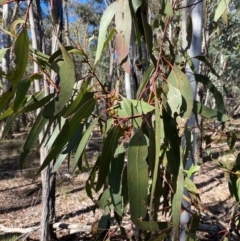 Eucalyptus goniocalyx subsp. goniocalyx at Mundoonen Nature Reserve - 17 Jun 2024