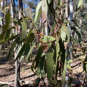 Eucalyptus goniocalyx subsp. goniocalyx at Mundoonen Nature Reserve - 17 Jun 2024