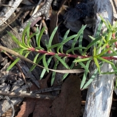 Persoonia chamaepeuce (Dwarf Geebung) at Mundoonen Nature Reserve - 17 Jun 2024 by Tapirlord