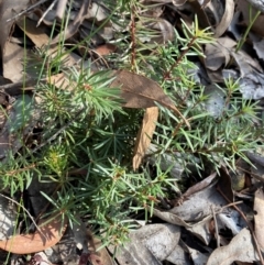 Persoonia chamaepeuce at Mundoonen Nature Reserve - 17 Jun 2024