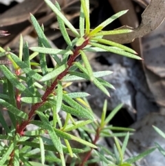 Persoonia chamaepeuce at Mundoonen Nature Reserve - 17 Jun 2024