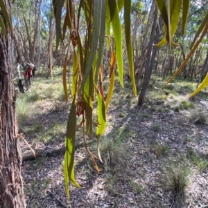 Amyema pendula subsp. pendula at Mundoonen Nature Reserve - 17 Jun 2024